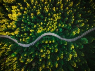 ¿Cómo viabilizar la compensación de emisiones de carbono por el sector forestal? (FOREWAY) 