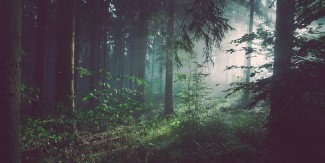 Analizando las preferencias de las empresas sobre compensaciones de carbono forestal (FORCARBON)